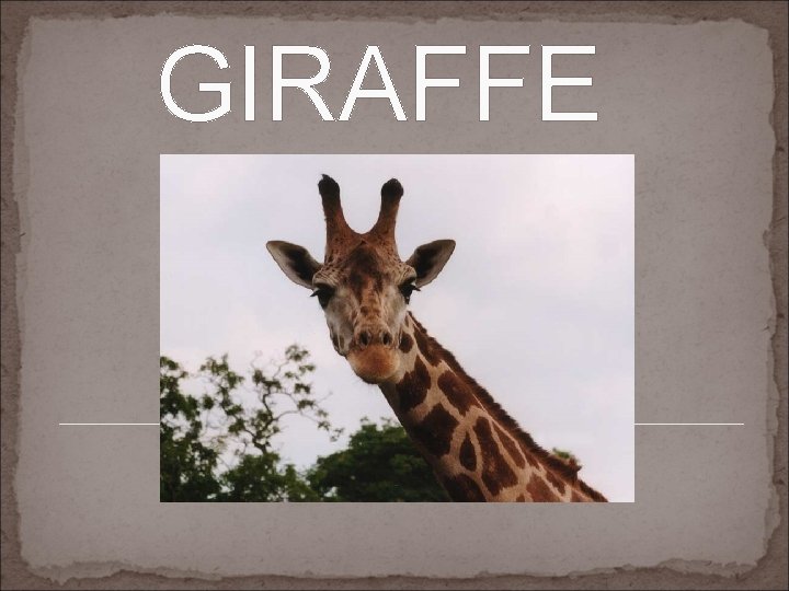 GIRAFFE 