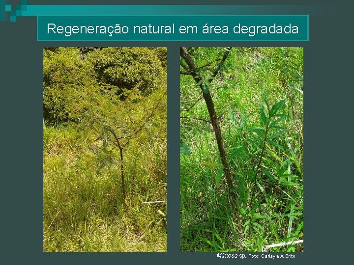 Regeneração natural em área degradada Mimosa sp. Foto: Carlayle A Brito 