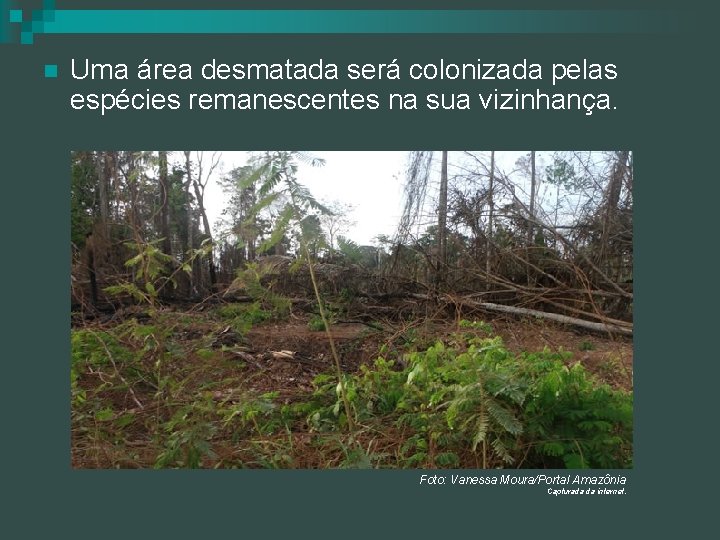 n Uma área desmatada será colonizada pelas espécies remanescentes na sua vizinhança. Foto: Vanessa