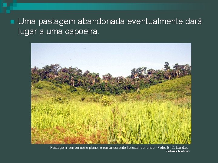 n Uma pastagem abandonada eventualmente dará lugar a uma capoeira. Pastagem, em primeiro plano,