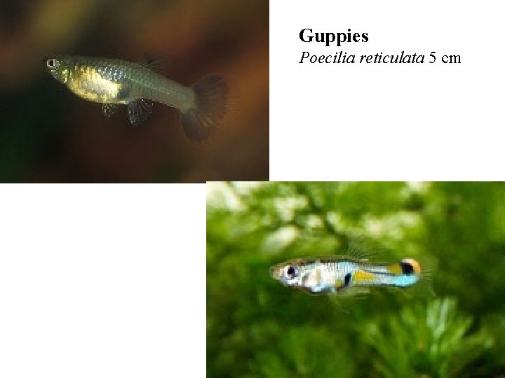 Guppies Poecilia reticulata 5 cm 