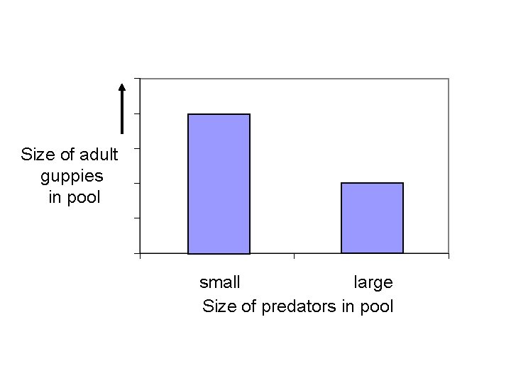 Size of adult guppies in pool small large Size of predators in pool 