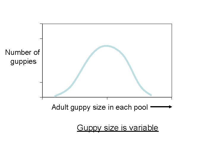 Number of guppies Adult guppy size in each pool Guppy size is variable 