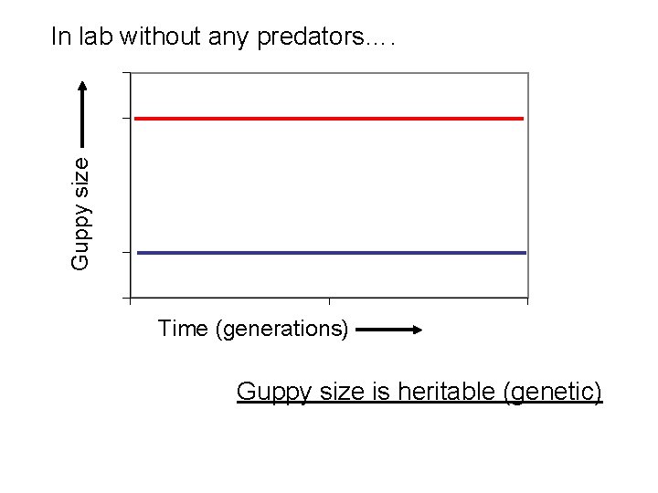Guppy size In lab without any predators…. Time (generations) Guppy size is heritable (genetic)