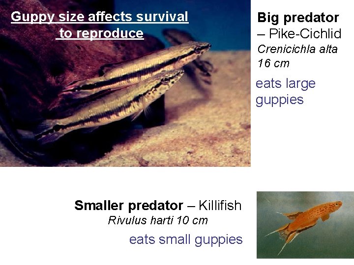 Guppy size affects survival to reproduce Big predator – Pike-Cichlid Crenicichla alta 16 cm