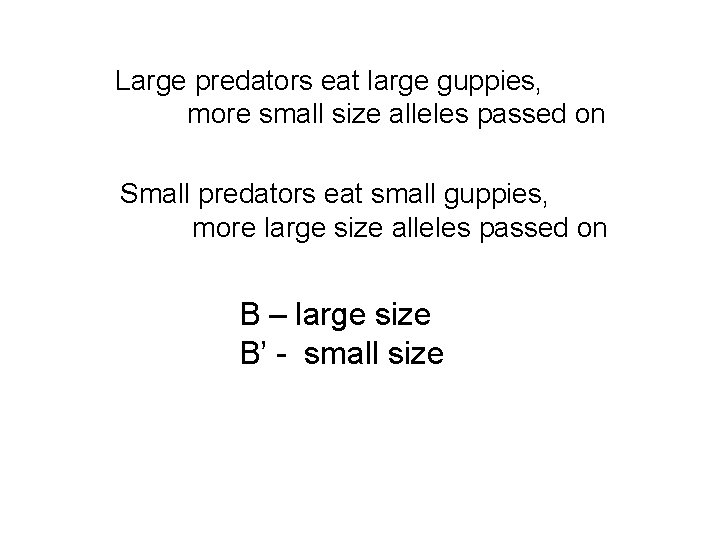 Large predators eat large guppies, more small size alleles passed on Small predators eat