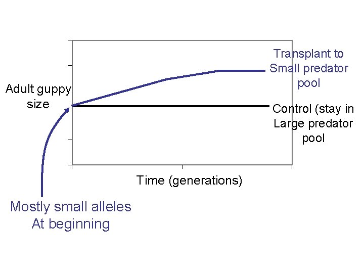 Transplant to Small predator pool Adult guppy size Control (stay in Large predator pool