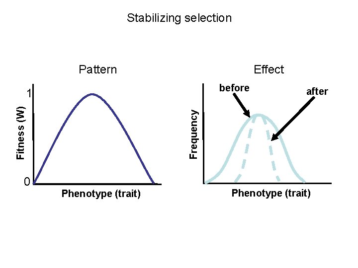 Stabilizing selection Pattern Effect before 0 after Frequency Fitness (W) 1 Phenotype (trait) 