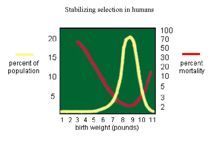 Stabilizing selection in humans 
