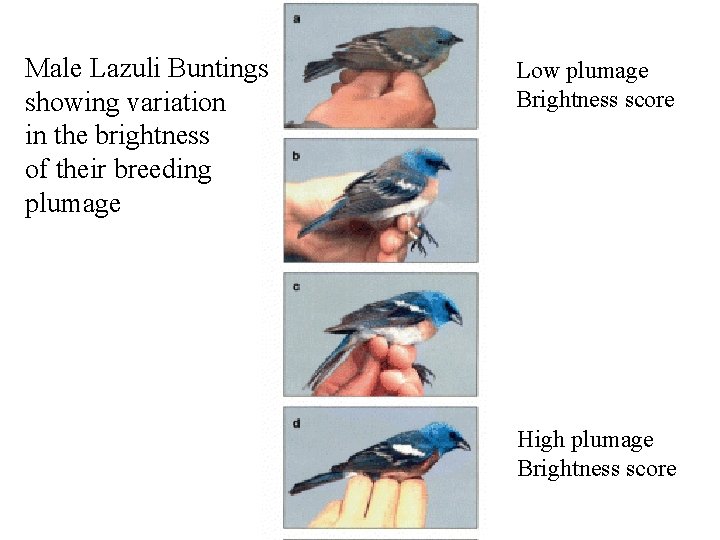 Male Lazuli Buntings showing variation in the brightness of their breeding plumage Low plumage