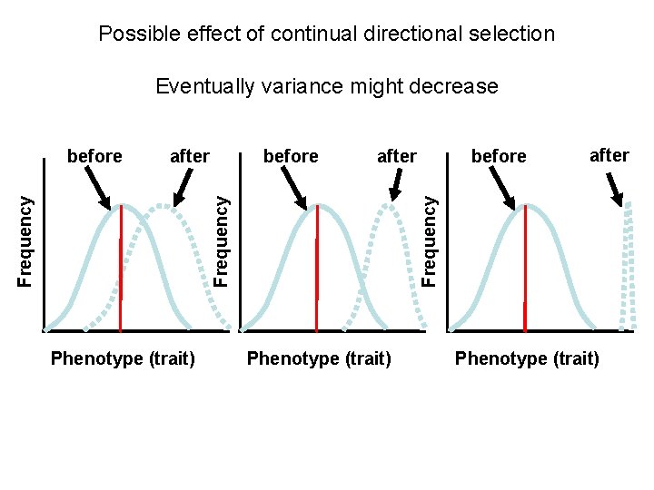 Possible effect of continual directional selection Eventually variance might decrease after Phenotype (trait) before