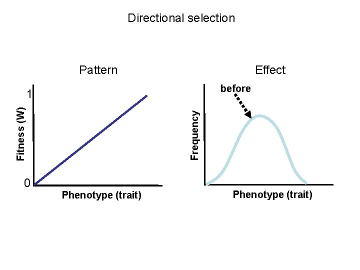 Directional selection Pattern Effect before 0 Frequency Fitness (W) 1 Phenotype (trait) 