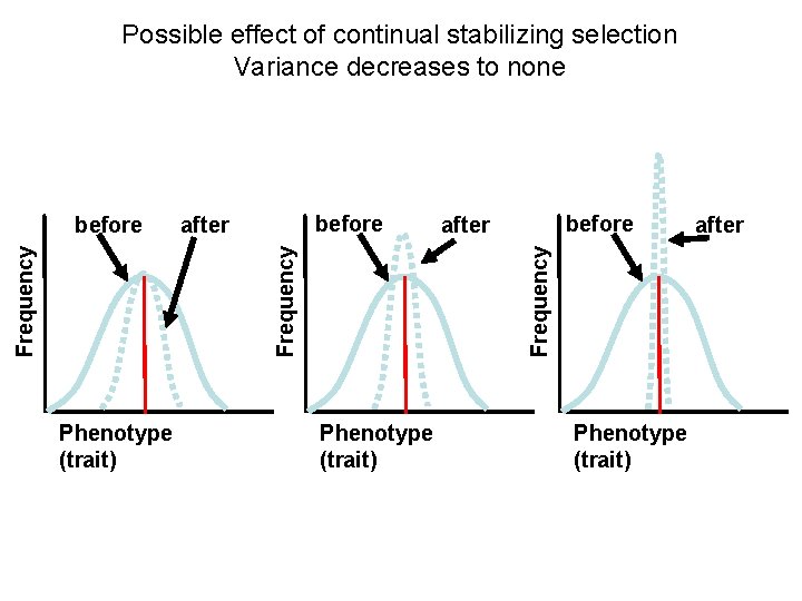 Possible effect of continual stabilizing selection Variance decreases to none Phenotype (trait) before after