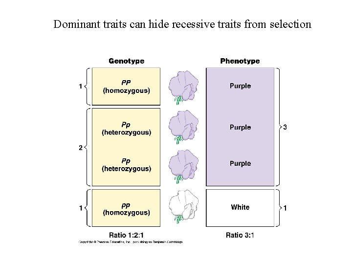 Dominant traits can hide recessive traits from selection 