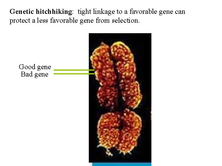Genetic hitchhiking: tight linkage to a favorable gene can protect a less favorable gene