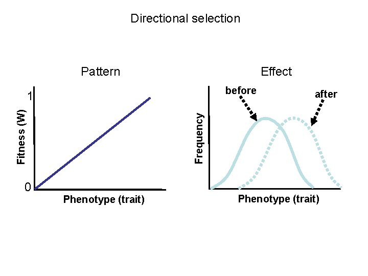 Directional selection Pattern Effect before 0 after Frequency Fitness (W) 1 Phenotype (trait) 