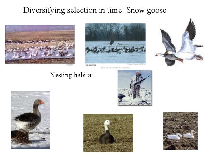 Diversifying selection in time: Snow goose Nesting habitat 