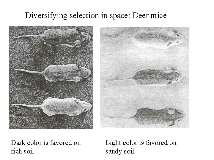 Diversifying selection in space: Deer mice Dark color is favored on rich soil Light