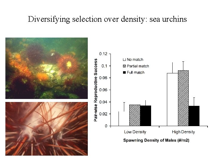 Diversifying selection over density: sea urchins 