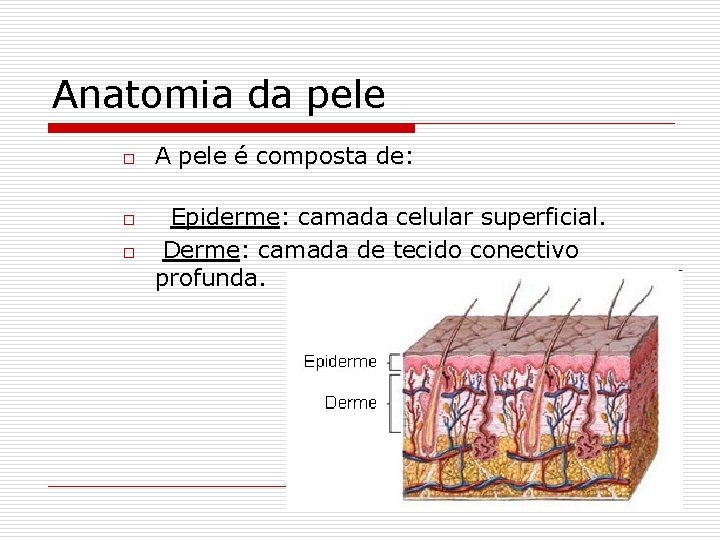 Anatomia da pele o o o A pele é composta de: Epiderme: camada celular