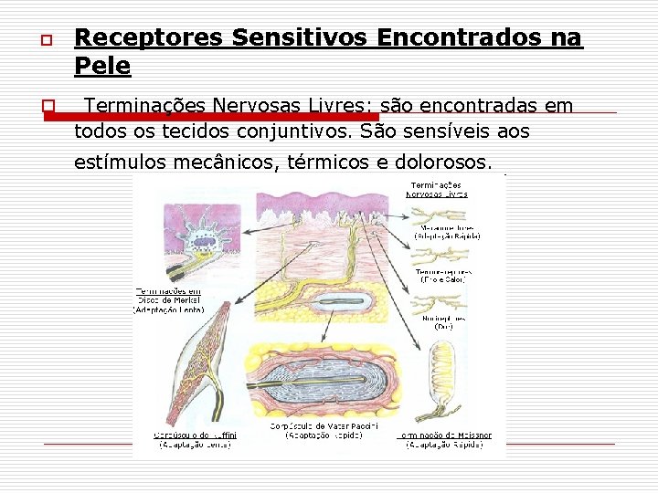 o o Receptores Sensitivos Encontrados na Pele Terminações Nervosas Livres: são encontradas em todos