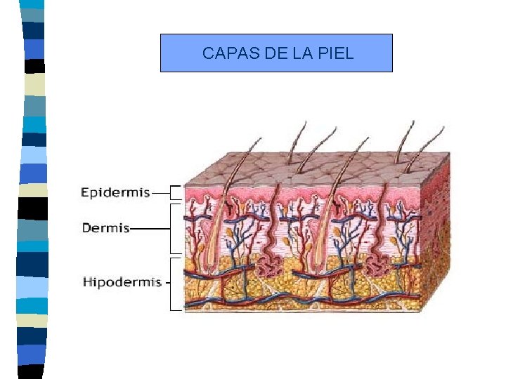 CAPAS DE LA PIEL 