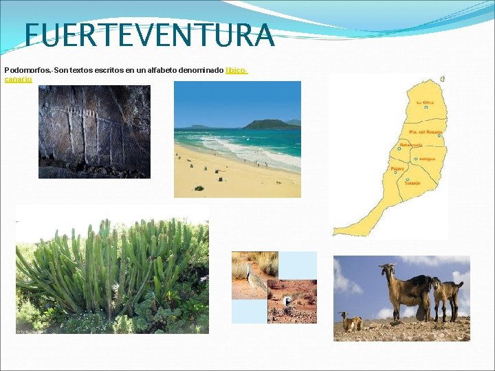 FUERTEVENTURA Podomorfos. -Son textos escritos en un alfabeto denominado líbicocanario 