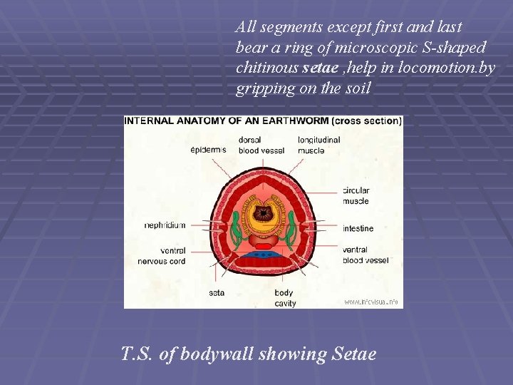 All segments except first and last bear a ring of microscopic S-shaped chitinous setae