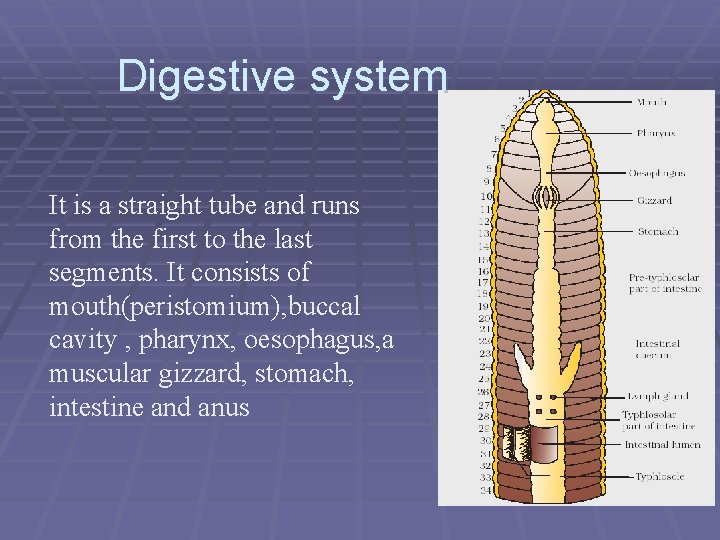 Digestive system It is a straight tube and runs from the first to the