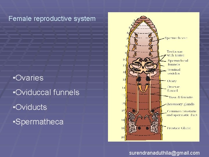 Female reproductive system • Ovaries • Oviduccal funnels • Oviducts • Spermatheca surendranaduthila@gmail. com