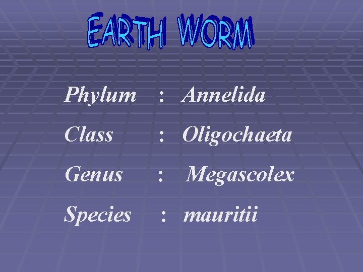 Phylum : Annelida Class : Oligochaeta Genus : Species : mauritii Megascolex 