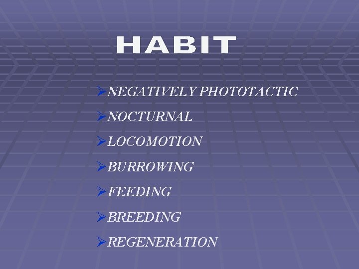 ØNEGATIVELY PHOTOTACTIC ØNOCTURNAL ØLOCOMOTION ØBURROWING ØFEEDING ØBREEDING ØREGENERATION 