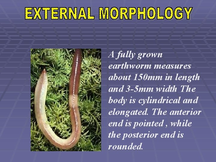 A fully grown earthworm measures about 150 mm in length and 3 -5 mm