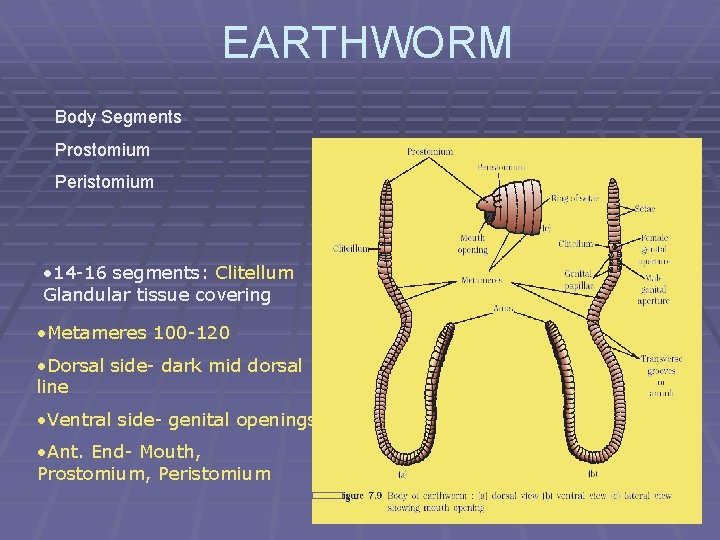 EARTHWORM Body Segments Prostomium Peristomium • 14 -16 segments: Clitellum Glandular tissue covering •
