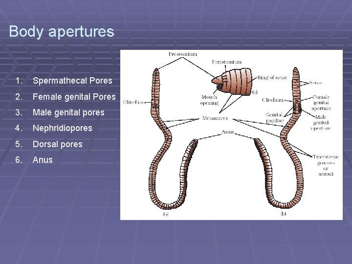 Body apertures 1. Spermathecal Pores 2. Female genital Pores 3. Male genital pores 4.