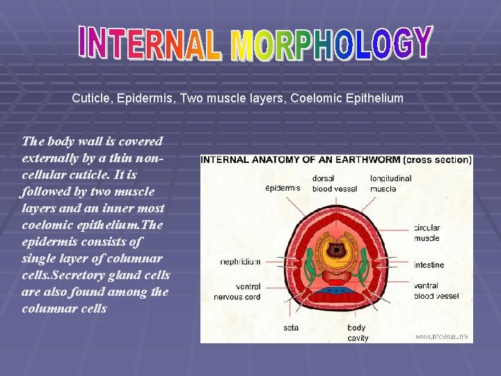Cuticle, Epidermis, Two muscle layers, Coelomic Epithelium The body wall is covered externally by