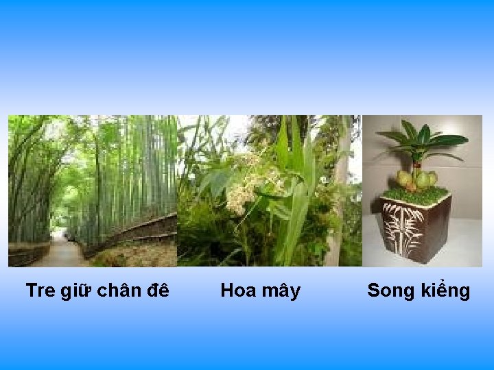 Tre giữ chân đê Hoa mây Song kiểng 