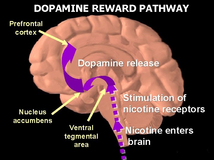 DOPAMINE REWARD PATHWAY Prefrontal cortex Dopamine release Nucleus accumbens Stimulation of nicotine receptors Ventral