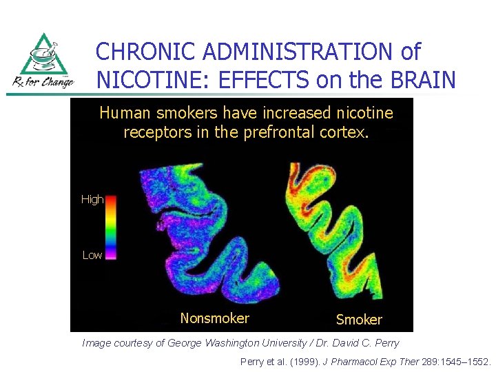 CHRONIC ADMINISTRATION of NICOTINE: EFFECTS on the BRAIN Human smokers have increased nicotine receptors