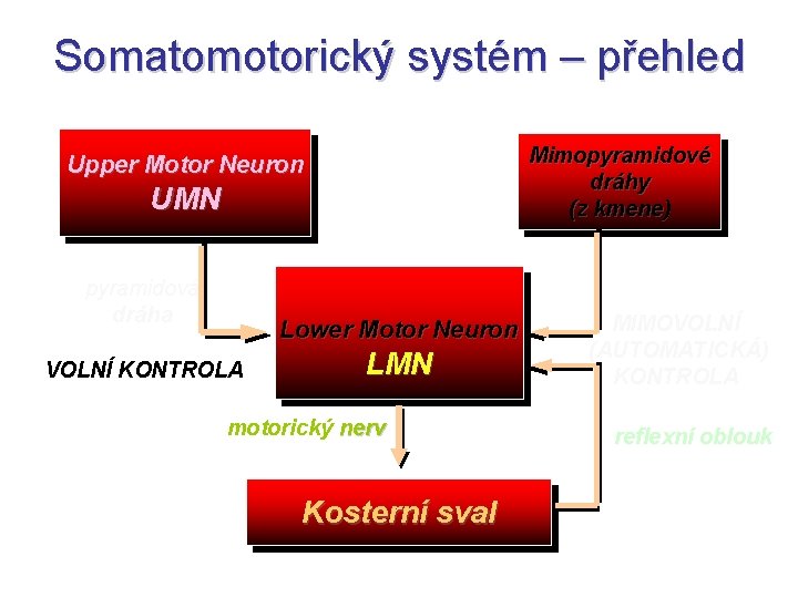 Somatomotorický systém – přehled Mimopyramidové dráhy (z kmene) Upper Motor Neuron UMN pyramidová dráha