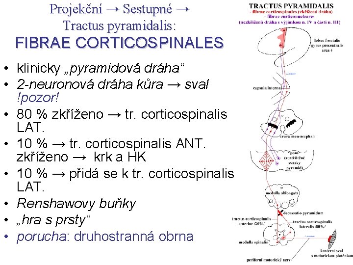 Projekční → Sestupné → Tractus pyramidalis: FIBRAE CORTICOSPINALES • klinicky „pyramidová dráha“ • 2