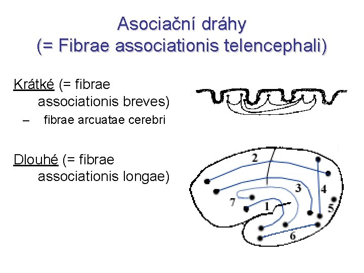 Asociační dráhy (= Fibrae associationis telencephali) Krátké (= fibrae associationis breves) – fibrae arcuatae