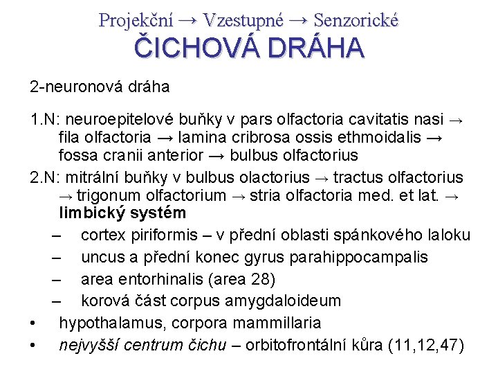 Projekční → Vzestupné → Senzorické ČICHOVÁ DRÁHA 2 -neuronová dráha 1. N: neuroepitelové buňky