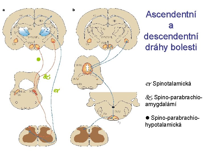 Ascendentní a descendentní dráhy bolesti Spinotalamická Spino-parabrachioamygdalární Spino-parabrachiohypotalamická 