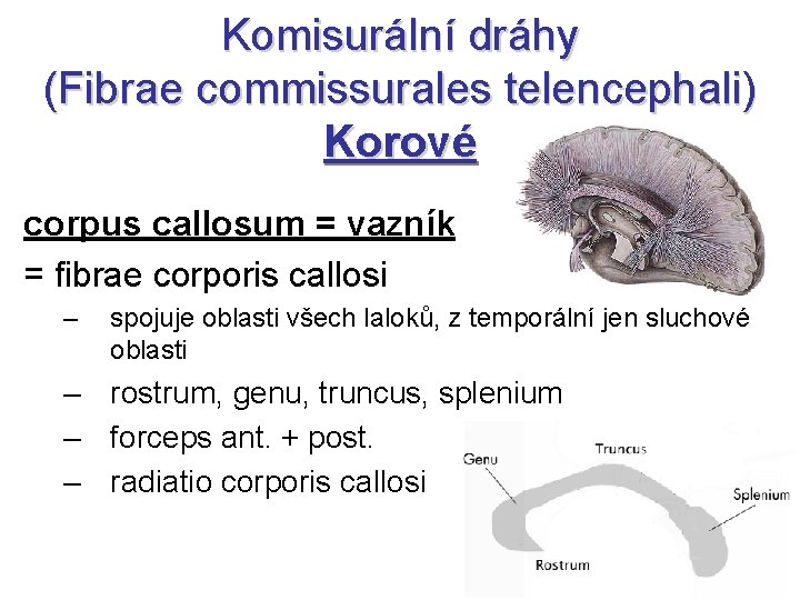 Komisurální dráhy (Fibrae commissurales telencephali) Korové corpus callosum = vazník = fibrae corporis callosi