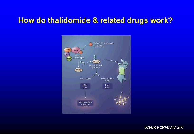 How do thalidomide & related drugs work? Science 2014; 343: 256 How do thalidomide & related drugs work? Science 2014; 343: 256