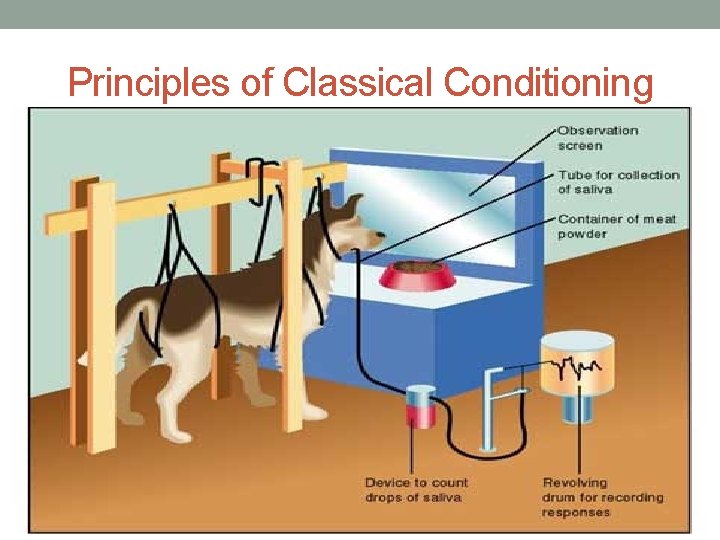 Principles of Classical Conditioning 