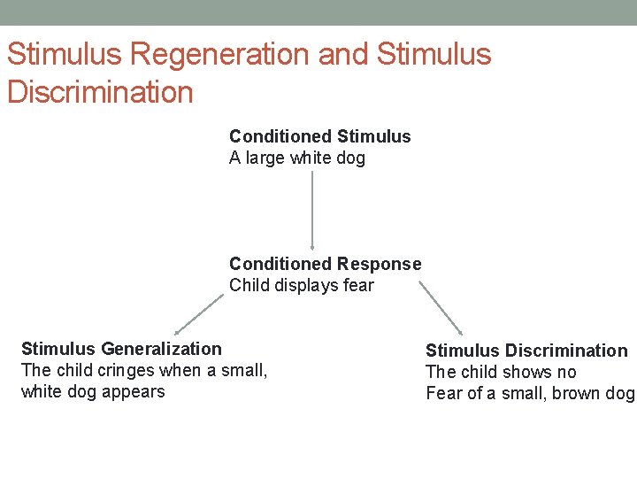 Stimulus Regeneration and Stimulus Discrimination Conditioned Stimulus A large white dog Conditioned Response Child