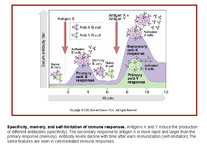 Specificity, memory, and self-limitation of immune responses. Antigens X and Y induce the production