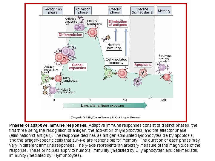 Phases of adaptive immune responses. Adaptive immune responses consist of distinct phases, the first